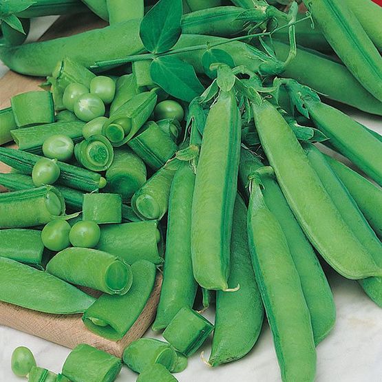 Mr Fothergill's PEA (Snap) Sugar Bon Seeds